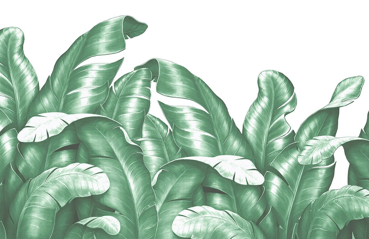 tropical-banana-leaf-wallpaper-image