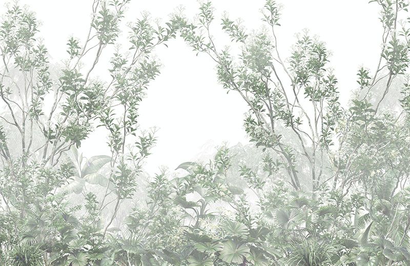 dense-tropical-forest-in-fog-image-only