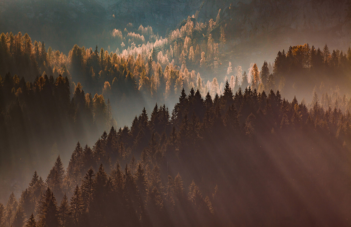 pine-tree-wallpaper-image